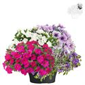 Afbeelding van TP26 Patio Mix 2